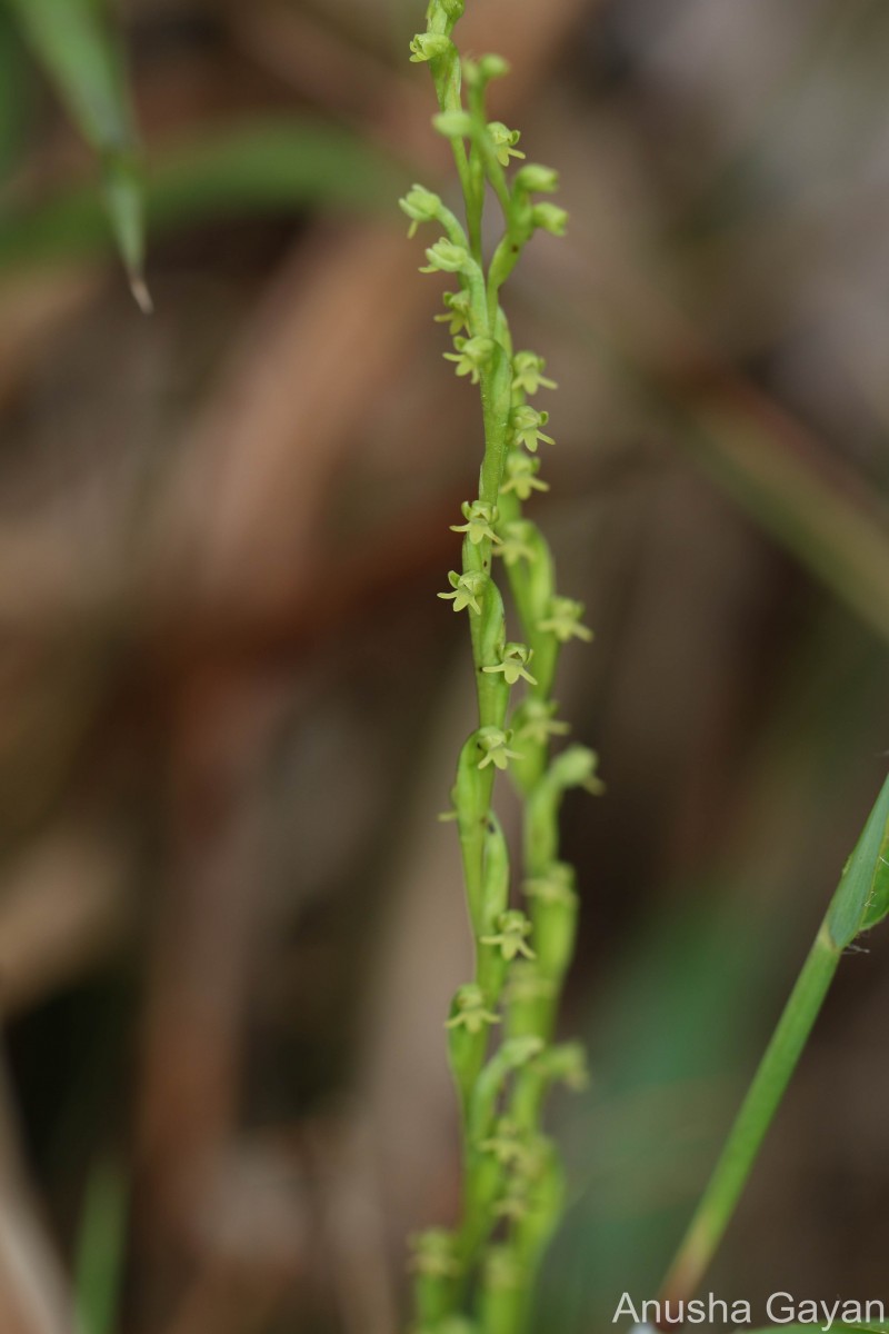 Peristylus spiralis A.Rich.